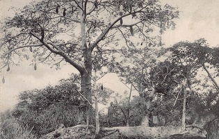 congo (2)