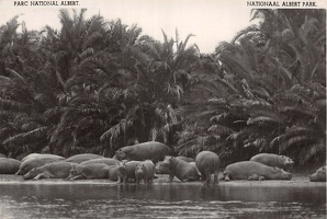congo (18)